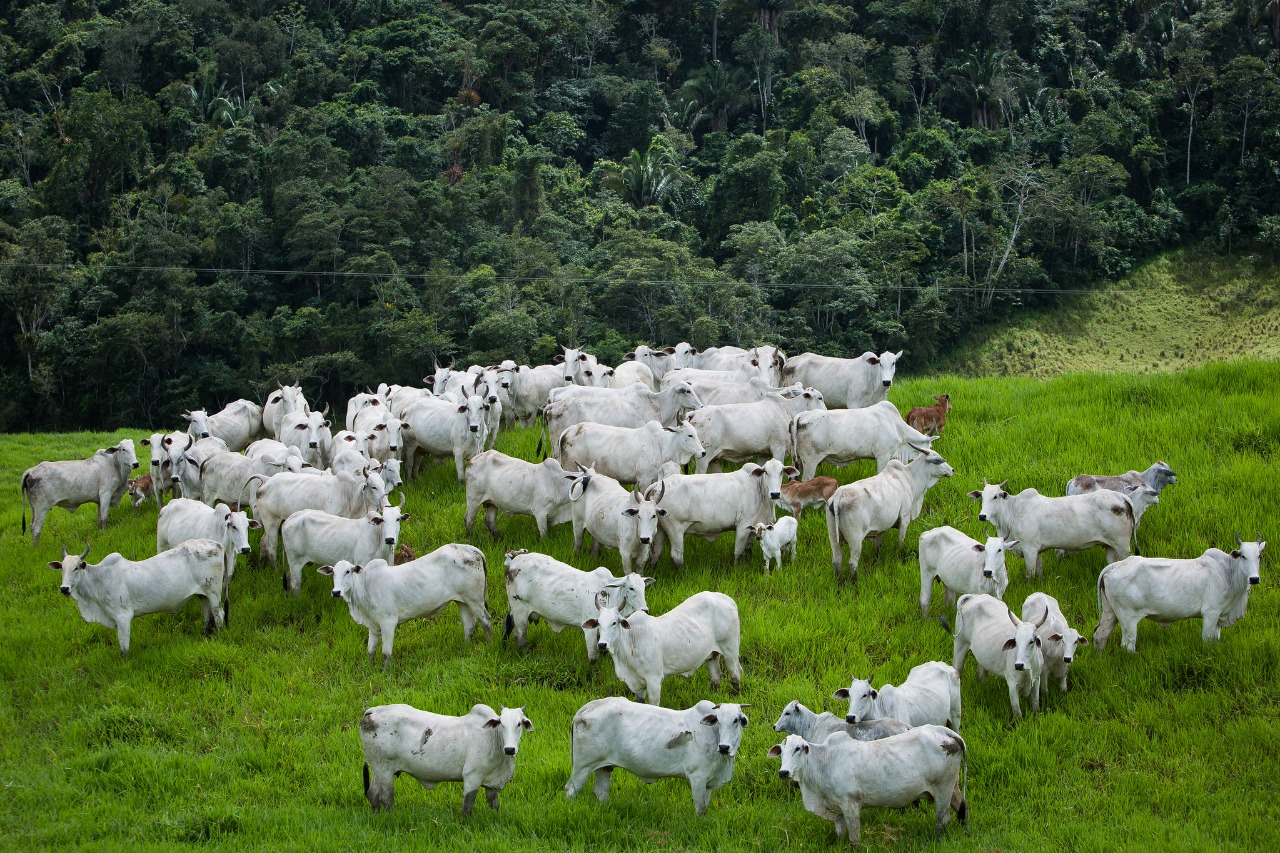 Agrodefesa reforça controle da brucelose e da tuberculose em Goiás