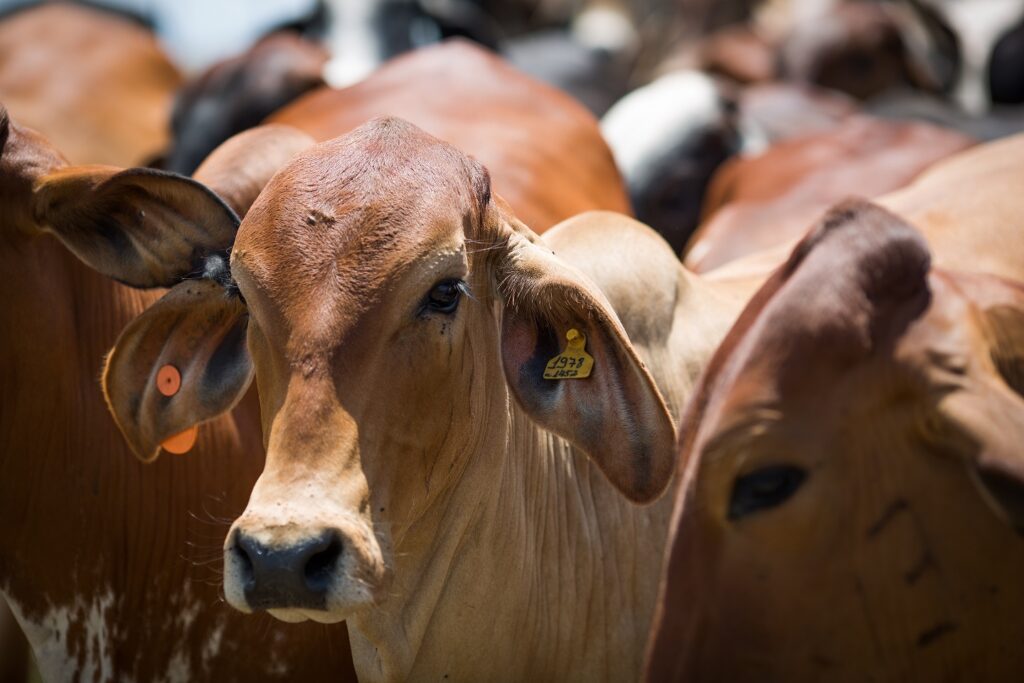 Agrodefesa reforça controle da brucelose e da tuberculose em Goiás