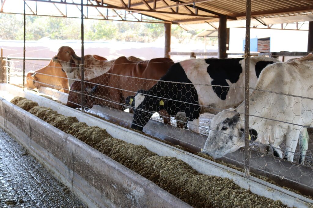 Governo amplia prazo de inscrições ao Programa de Melhoramento Genético Bovino para Agricultura Familiar